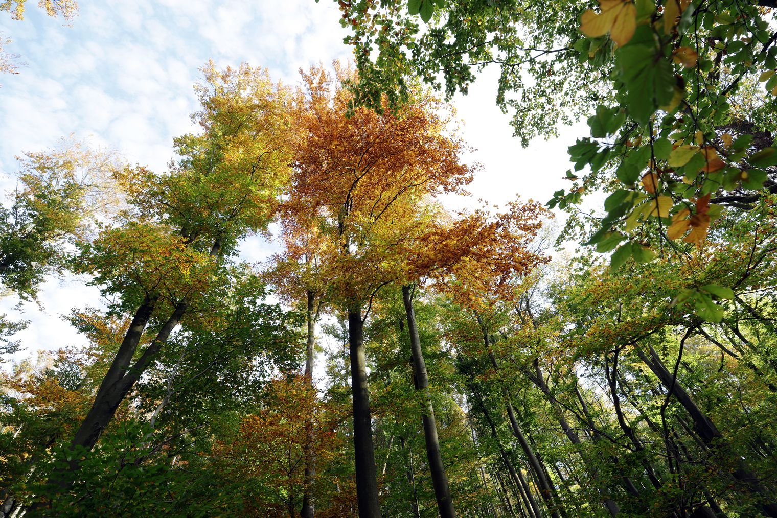 Königsteiner Wald im Herbst