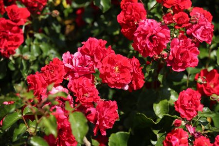 Rosengarten im Kurpark Bad Emstal